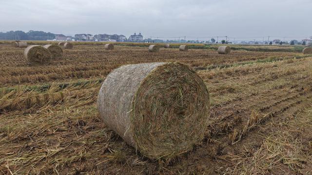 秋日的大杭州田间太“卷”了！胖乎乎的“瑞士卷”，一个一个又一个……