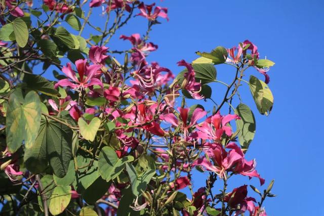 让整个柳江都“上头”的初冬味道，源头在这里