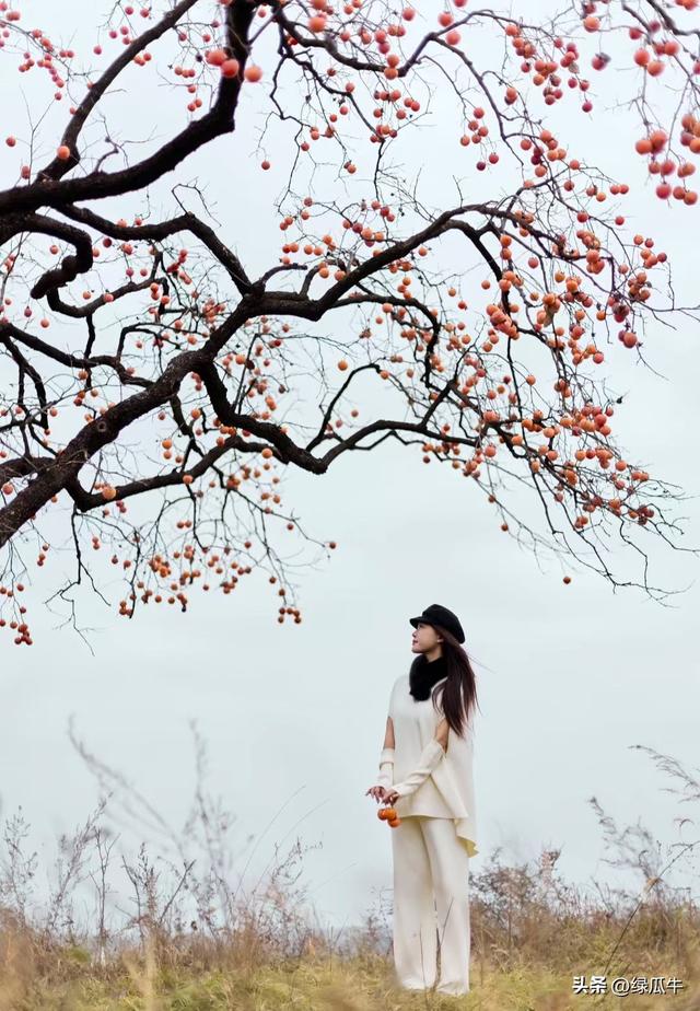 有人说，不就是个彬州烂怂柿子，有啥好拍！