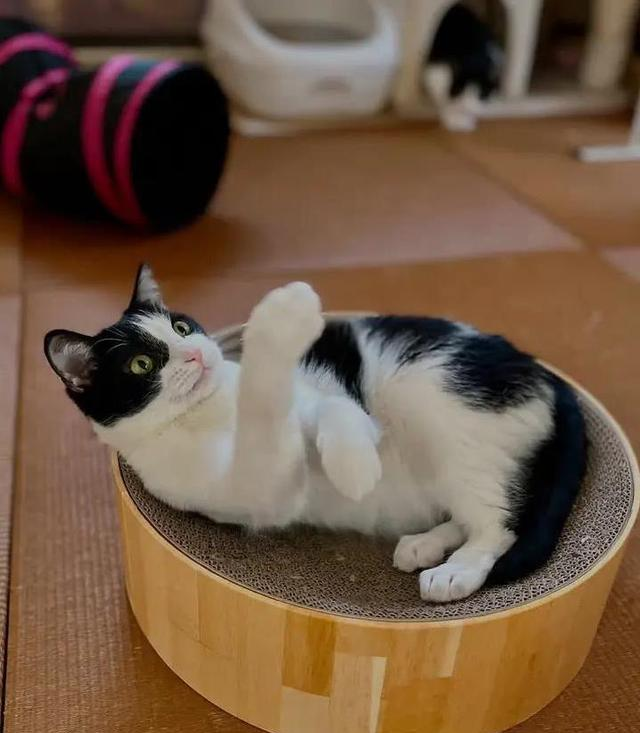 猫咪每天盯着你干啥？三件事让它心动[你猜中几件？
