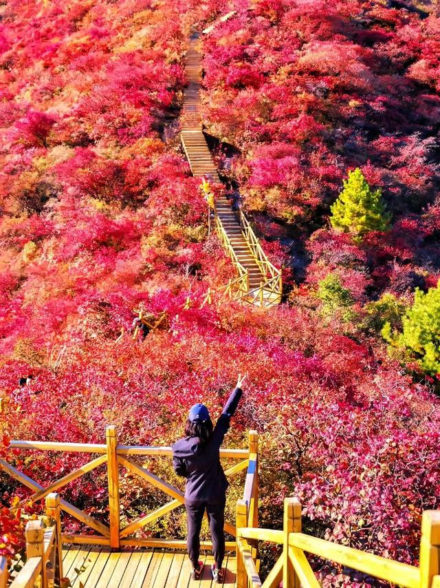 北京披峰岭（红枫叶）