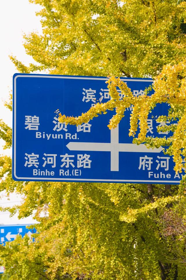 深秋的解放大道，安陆把最美的色彩泼给了它