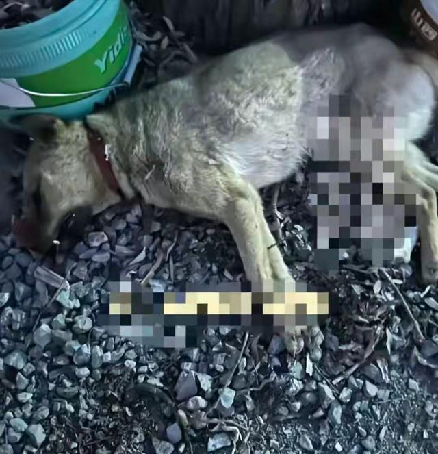 山西郭某刚之死，律师：两件事看出双方态势，郭家就是上门打架的