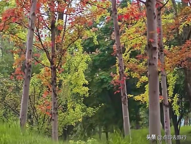 成都最美的枫叶公园，已惊艳上线，都不要门票，地铁公交车直达！