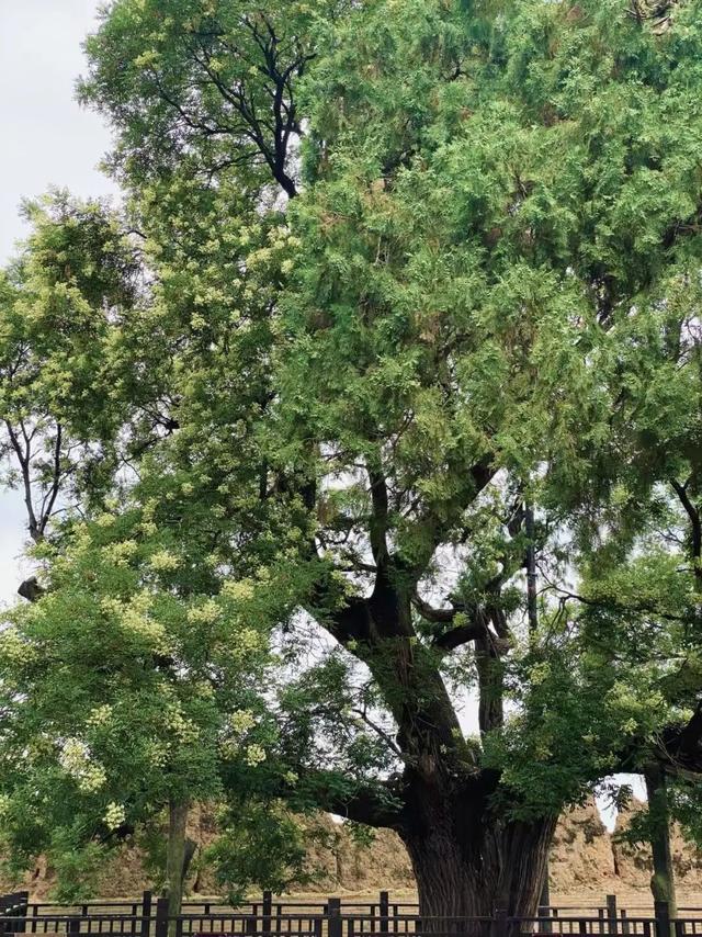 仓颉庙：千年古柏擎苍翠，一荫清凉沁汉魂