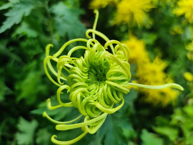 人从众菊花展VS男厕被沦陷