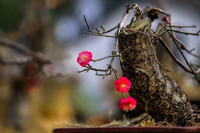 沙坪坝歌乐山红梅怒放，英雄魂畔芬芳四溢！