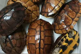 南方名龟68：顺德三洲龟市场很热闹，石龟又便宜，值得来看看。图片