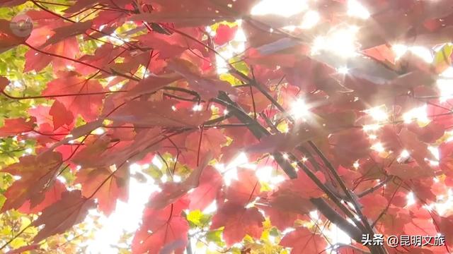 美上央媒!昆明红了!走走走,打卡最美枫景去,超全攻略速收藏→