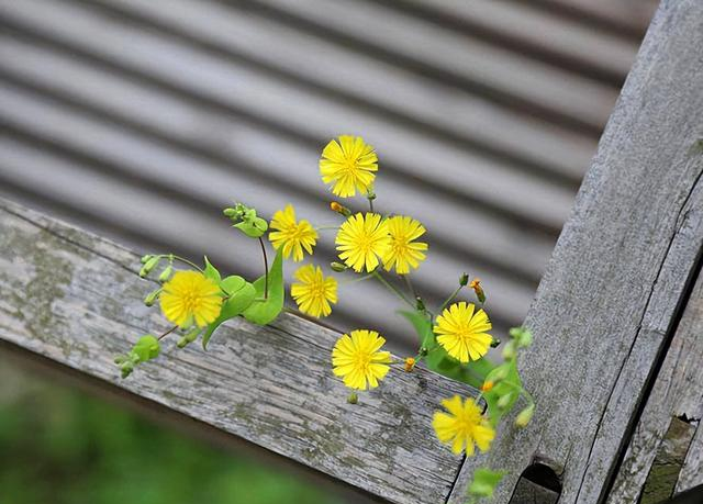 接触的人越多，就越会发现：认知层次越低的低层次人，越油盐不进