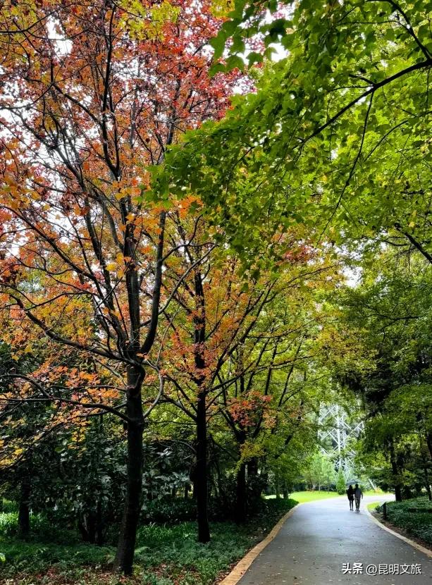 美上央媒!昆明红了!走走走,打卡最美枫景去,超全攻略速收藏→