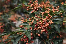 揭秘家庭院落种植花椒树的利与弊：你真的了解这棵“麻辣”树吗？图片