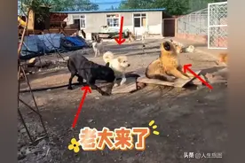 震惊！中国狗王火到国外，老外尊称“查理国王”，洋相还得洋人出图片