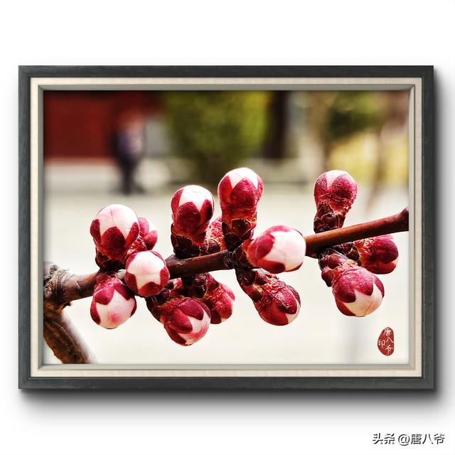 一场春雪后的高原古城西宁