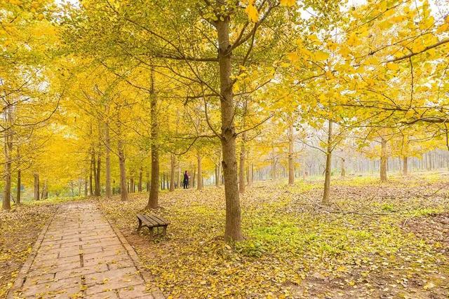 含“金”量100%！是时候来仁寿，邂逅一抹银杏黄啦~