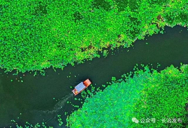 从水利明珠到城市IP：“太行天池”漳泽湖的生态文旅传奇