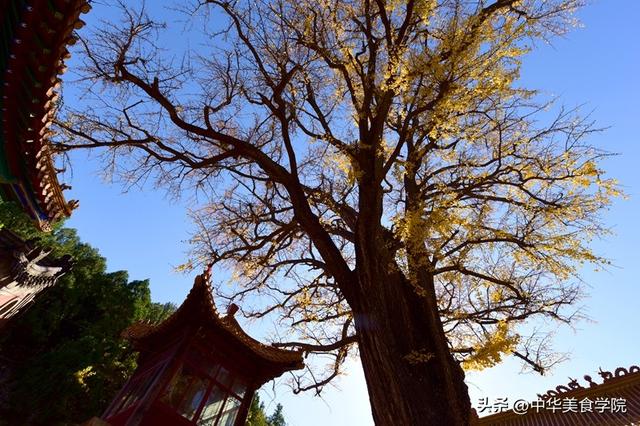淌豆寺：怪怪的名字，孤傲的千年银杏