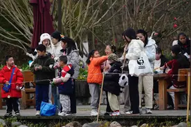“成都游”首站看熊猫！1月以来熊猫基地共计接待外籍游客1.8万余人图片