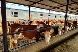 养牛一般一头牛一年赚多少钱？看完这篇你就有数了图片