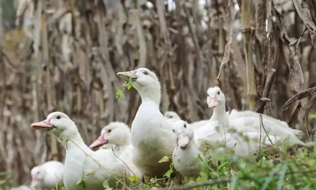 初冬赴高桥：山水藏诗 古迹含情