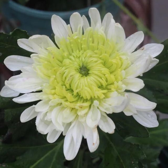 国庆旅游推荐 | 西安植物园邀您共赴秋季花宴