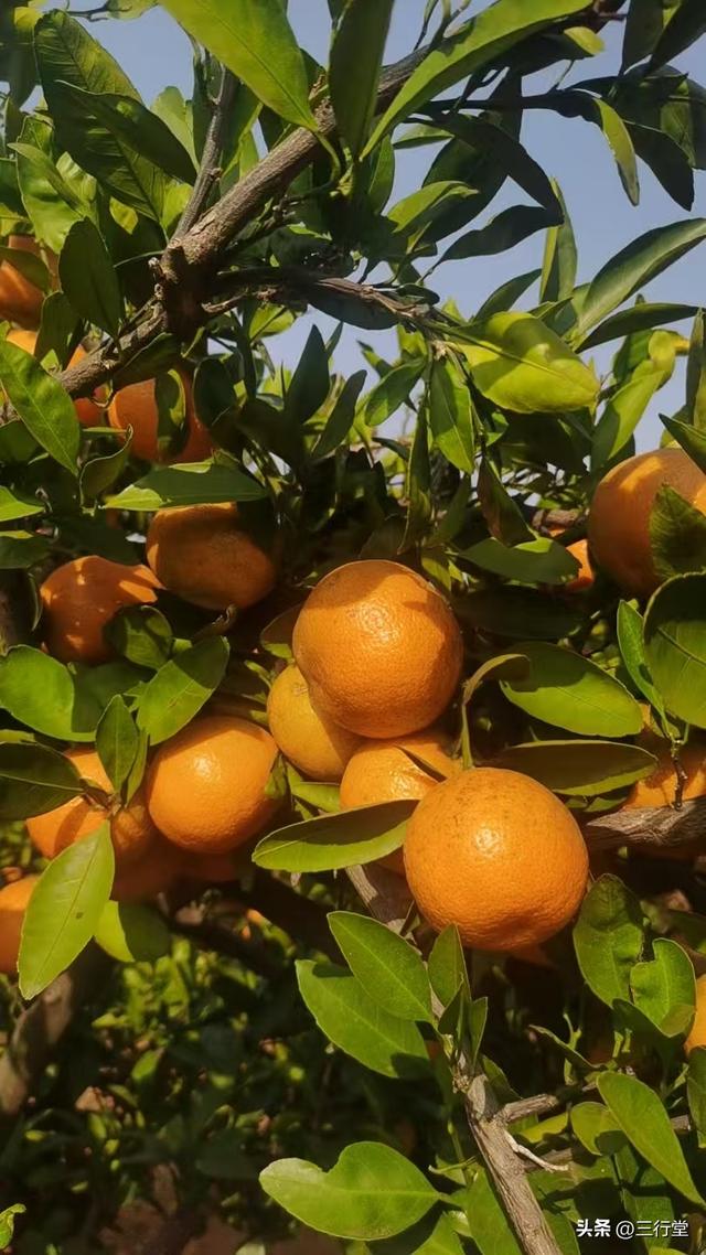 Ju乡内乡：菊遍野，橘盈枝！