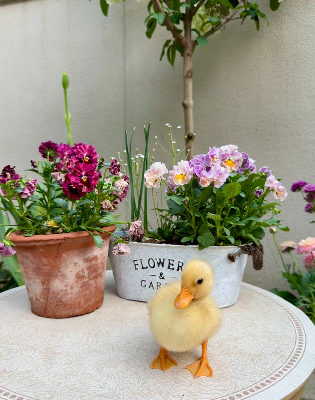 有了小院才知道	，生活竟如此美好