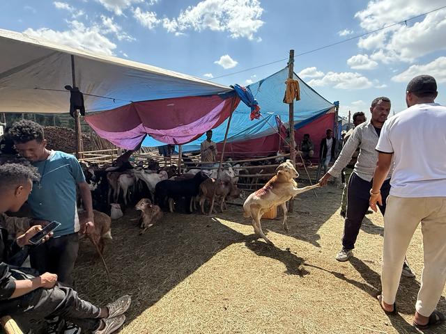 【联合国特别大师】人类祖先露西与世界选美