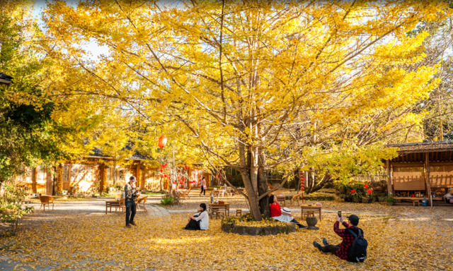 腾冲银杏村，美到自带滤镜→