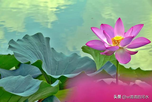 荷花是夏季里最曼妙的风景