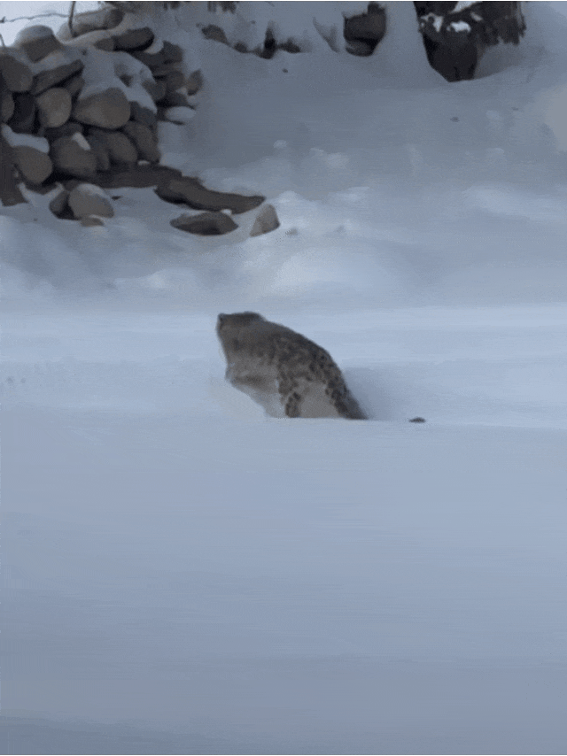 被雪豹咬伤女子已从急诊转至其他科室	，目击者称“当事人没有去摸豹子”，专家：雪豹当时或在“应激”状态