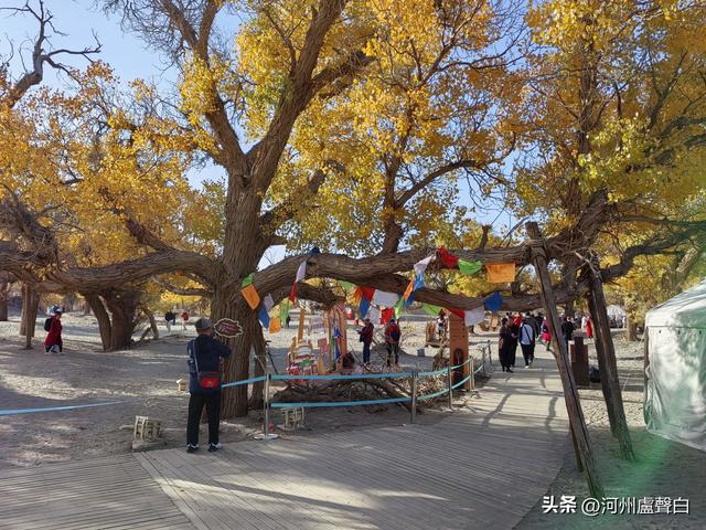 额济纳旗胡杨林