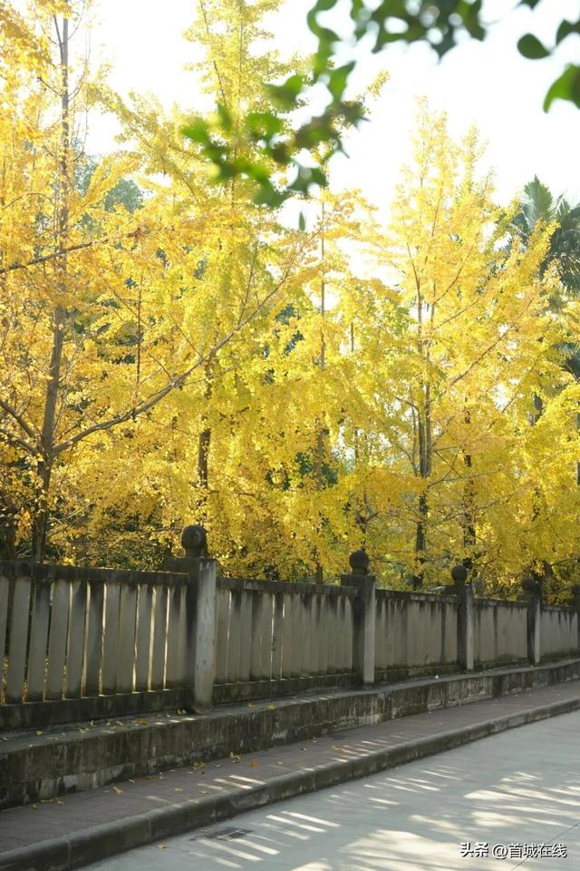 错过等明年！宜宾今年宝藏银杏打卡地合集在这里