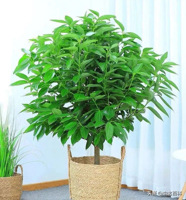 平安树养护指南：从“植物杀手”到“绿手指”的逆袭之路