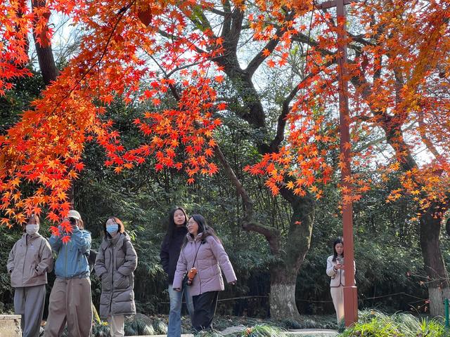 杭州红叶季：桂花之后百花杀，旖旎红叶胜百花。