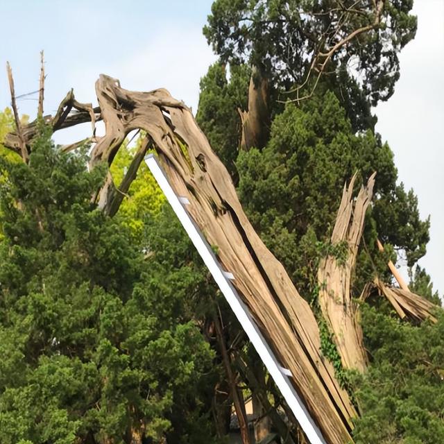 苏州十大“寿星”出炉！