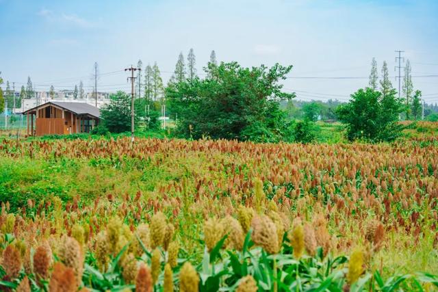 🧡秋日限定！郫都这片红高粱地超出片~