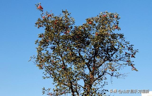 偶遇贾江虹·刘文顺先生来访