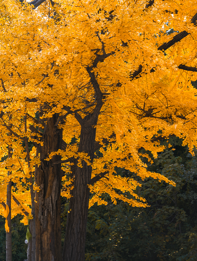 历经千年风雨，灵岩古刹金色盛宴为何“灿若新生”？