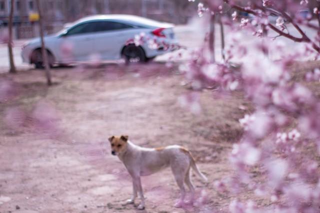 春日，奔赴一场生命的盛宴