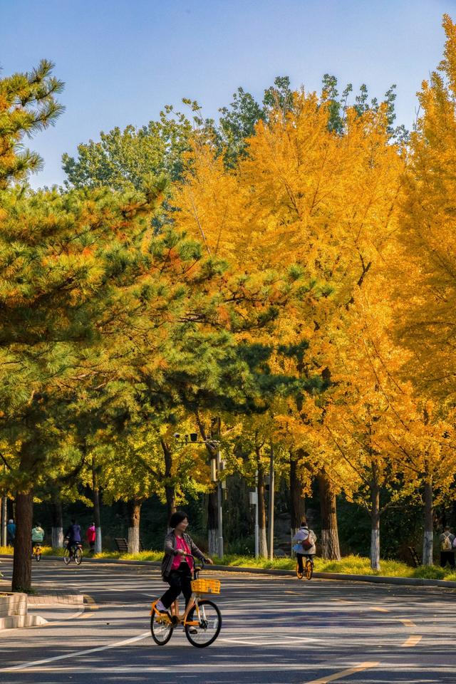 北京最被低估的赏秋地，一定是庄重又典雅清华大学