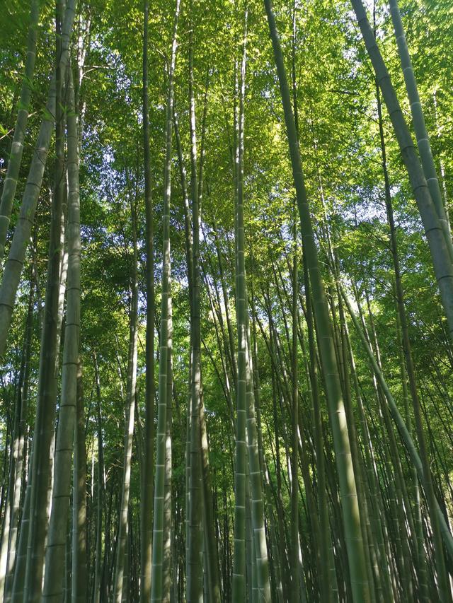 永川竹山茶海赋