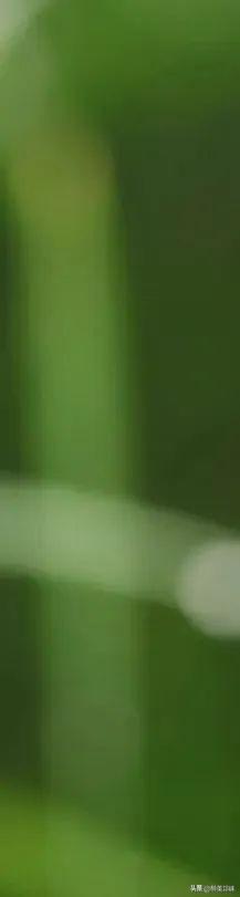抬头就是满目温柔！来邛崃赴一场紫薇花之约