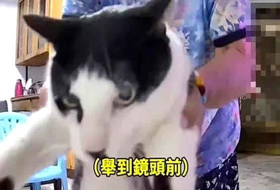 孙女监控要看猫，叫它八百次都已读不回…奶奶：等着	，我来！