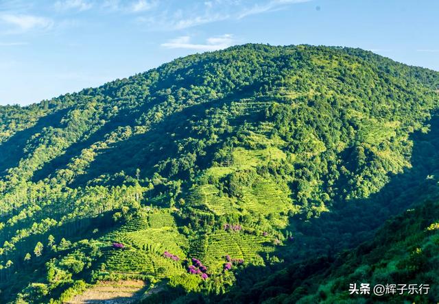 9月，广东潮州雾岽茶园“巴西牡丹”绽放，一场视觉嗅觉的盛宴