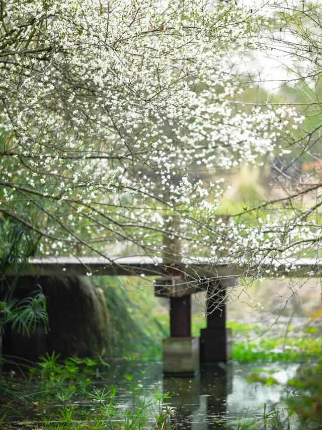 赏花何必等春！这个冬天，成都花儿都开men了→