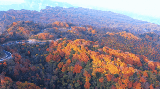 从博主镜头到人民日报！旺苍盐井峡红叶火了！
