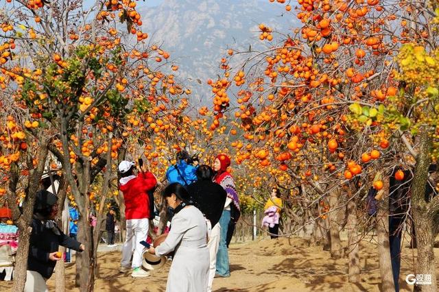 金柿映初冬，青岛藏着一处“甜蜜”公园