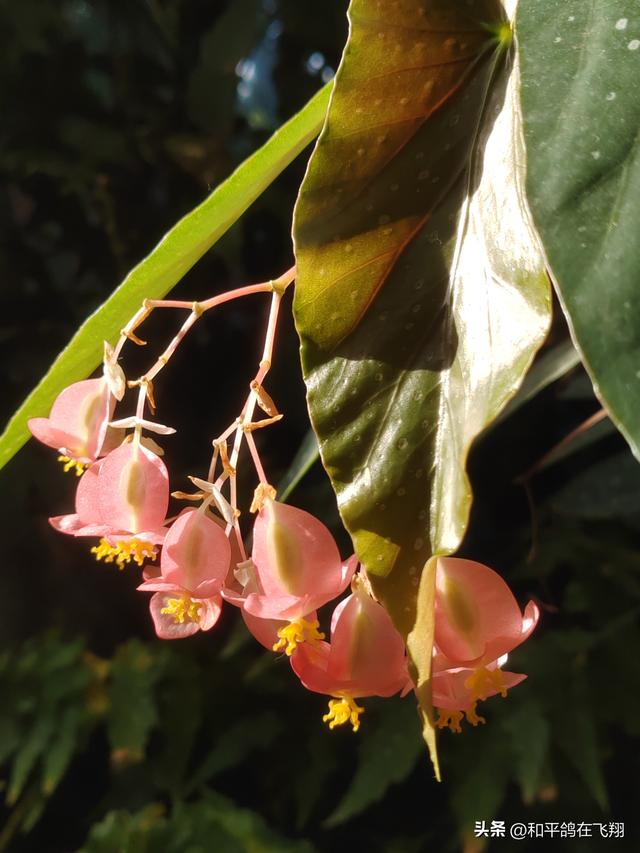 厦门植物园：邂逅自然的绮梦
