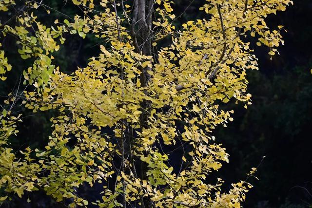 速来！桐梓这里含“金”量超高~